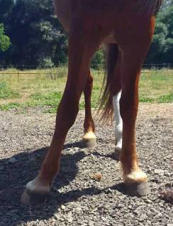 exaggerated stance in brief shoeing period